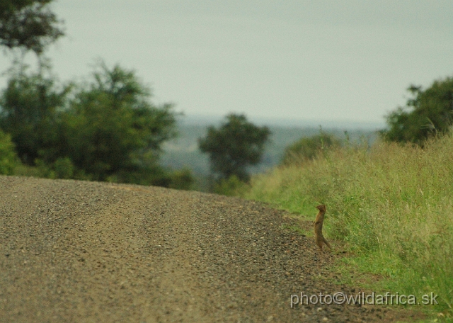 puku rsa 079.jpg - Slender Mongoose (Herpestes sanguinea)